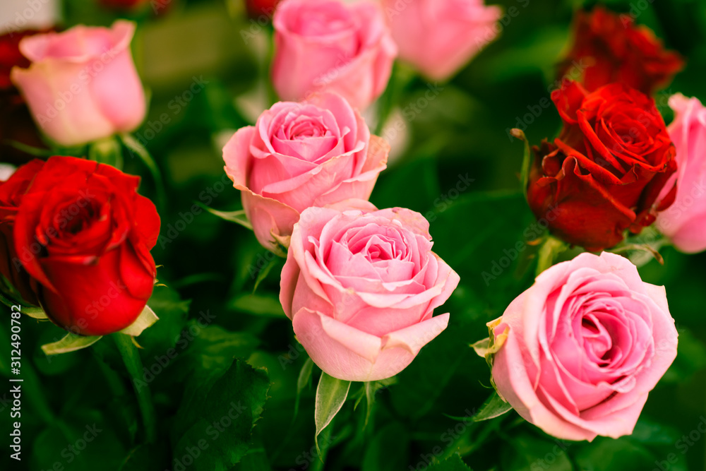 Bouquet of beautiful pink and dark red roses - wedding invitation, happy anniversary or birthday card - colorful soft filter closeup Bouquet of beautiful pink and dark red roses - wedding invitation, happy anniversary or birthday card - colorful soft filter closeup