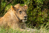A lioness relaxing near a bush in the plains of africa inside Masai Mara National Reserve during a wildlife safari