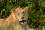 A lioness relaxing near a bush in the plains of africa inside Masai Mara National Reserve during a wildlife safari