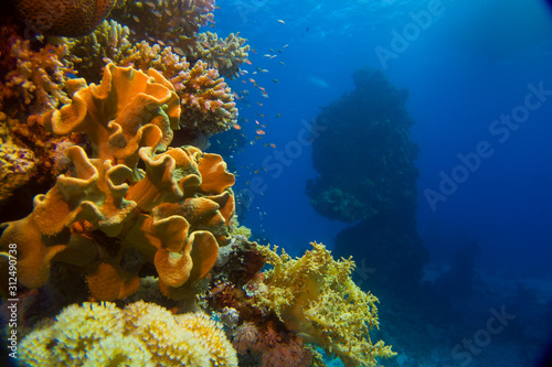 Beautifil coral reefs of the red sea underwater fotographie