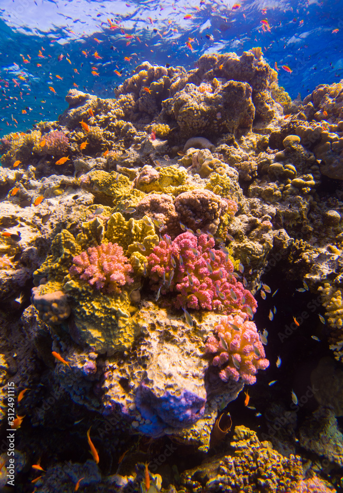 Obraz premium Beautifil coral reefs of the red sea underwater fotographie