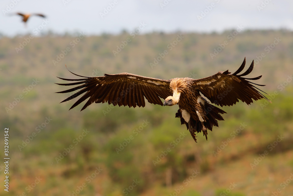Obraz premium White backed vulture flying before landing in Zimanga Game Reserve in Kwa Zulu Natal in South Africa