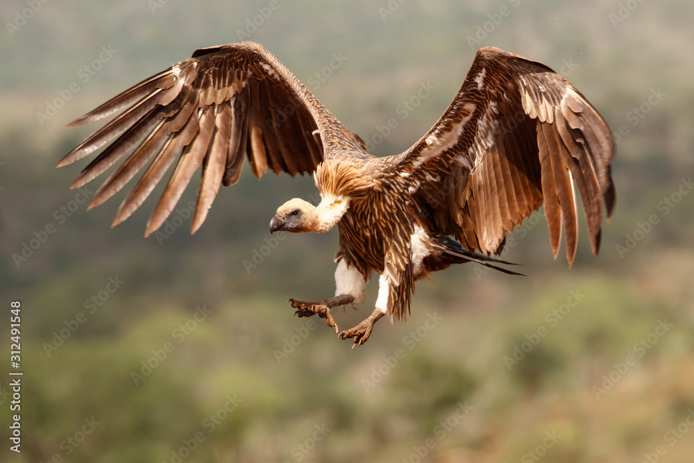 Obraz premium White backed vulture flying before landing in Zimanga Game Reserve in Kwa Zulu Natal in South Africa