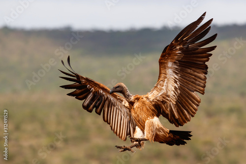 White backed vulture flying before landing in Zimanga Game Reserve in Kwa Zulu Natal in South Africa