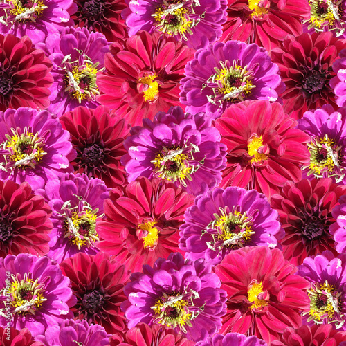 Beautiful floral background of zinnias and dahlias. Isolated © Ann-Mary