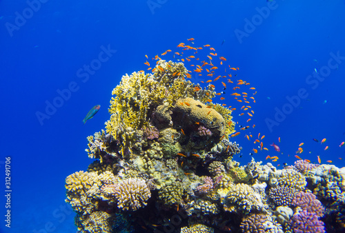 Beautifil coral reefs of the red sea underwater fotographie coraya bay, egypt red sea