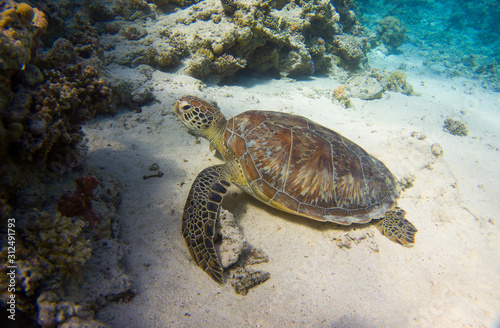 Egyptian Green Sea Turtle (Chelonia mydas) sitting in the sand of the red sea, egypt coraya bay
