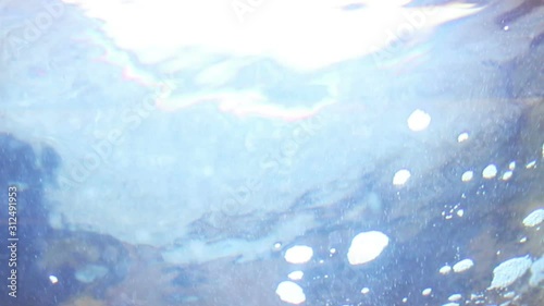 Shark swimming in fish tank