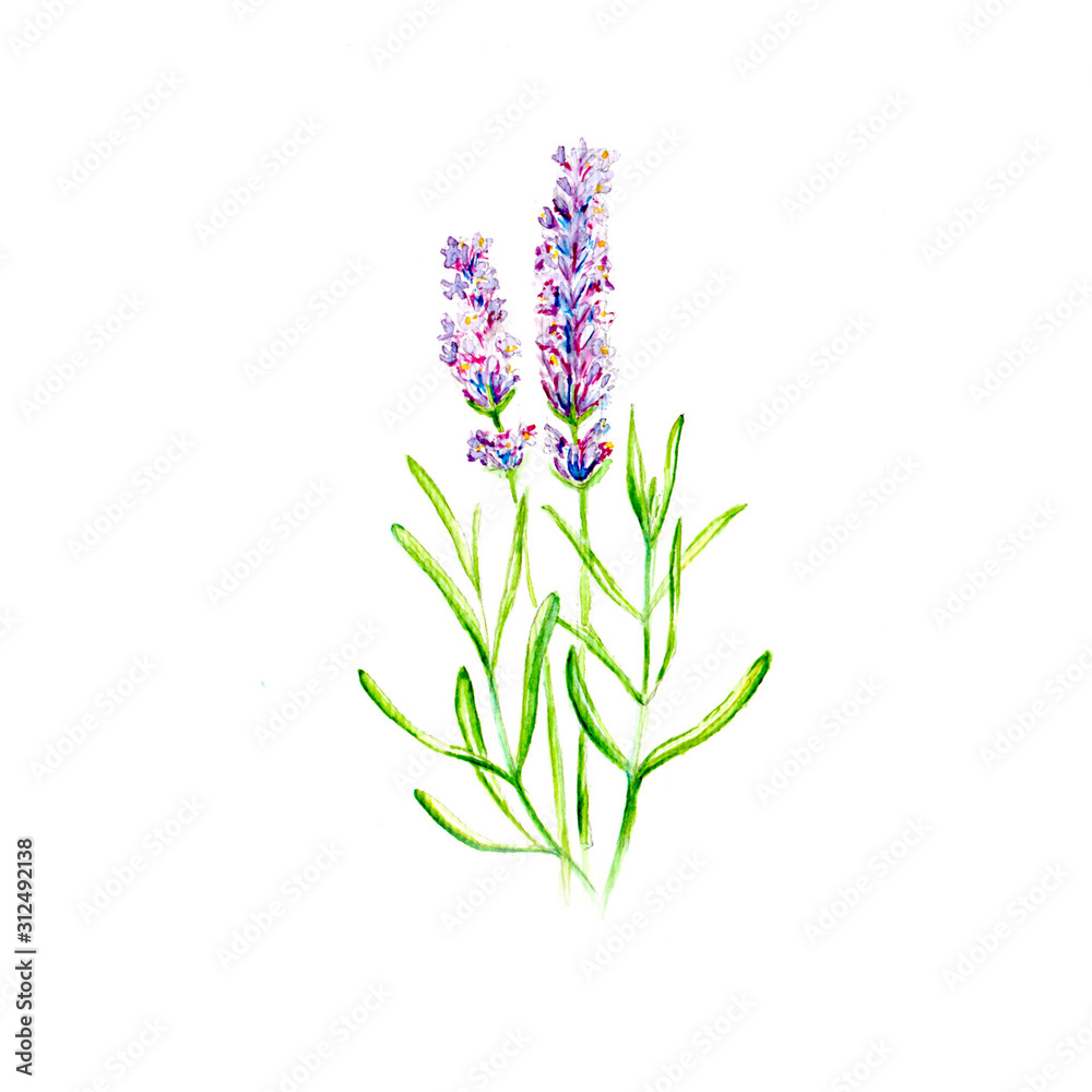 Naklejka premium Lavender Flower Watercolor Drawing Illustration