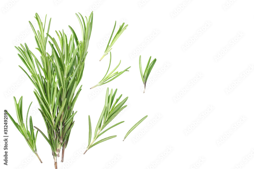 rosemary leaves isolated on white background. top view rosemary leaves isolated on white background. top view