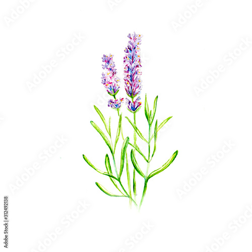 Lavender Flower Watercolor Drawing Illustration