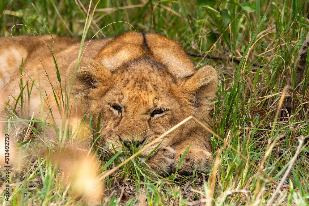 A lion cub relaxing in the bushes near to its mom inside Masai Mara National Reserve during a wildlife safari