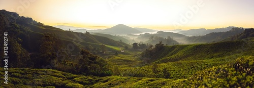 Tea fields in Cameron Highlands, Malaysia