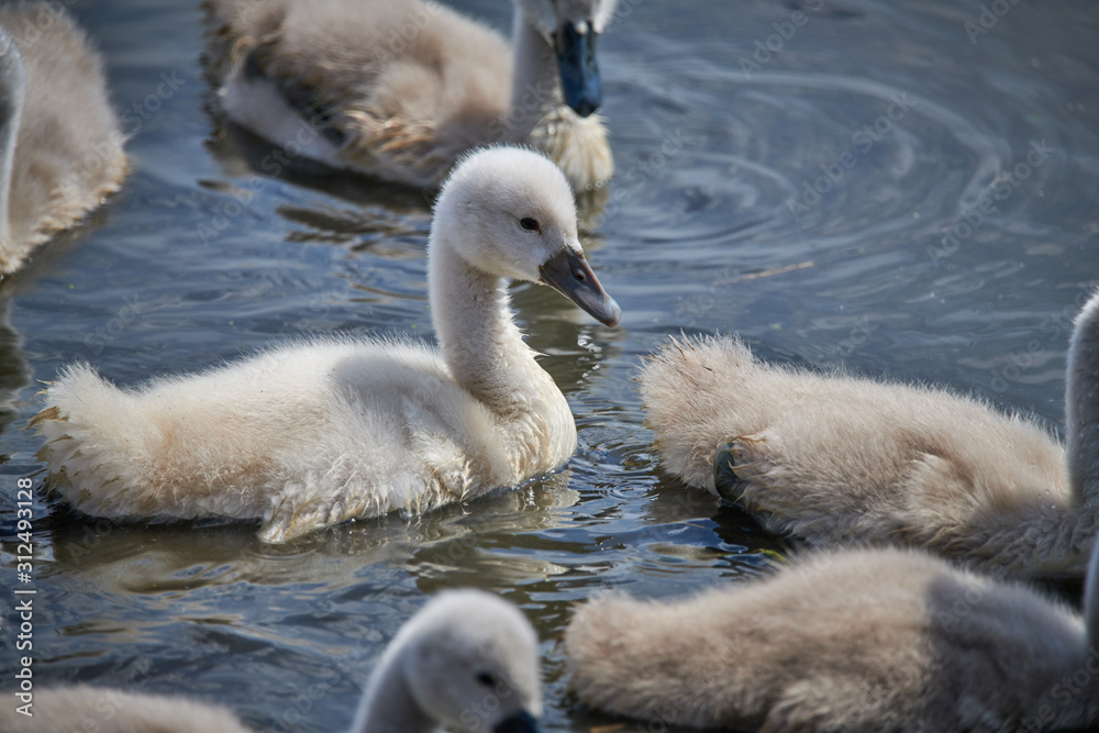 Young white swan chicks and adult swans on a lake in spring in Europe Young white swan chicks and adult swans on a lake in spring in Europe