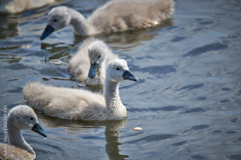 Young white swan chicks and adult swans on a lake in spring in Europe Young white swan chicks and adult swans on a lake in spring in Europe