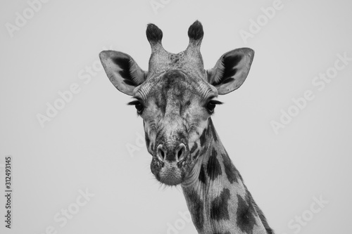 A closeup of the face of a giraffe as it is grazing in the plains of africa inside Masai Mara National Reserve during a wildlife safari