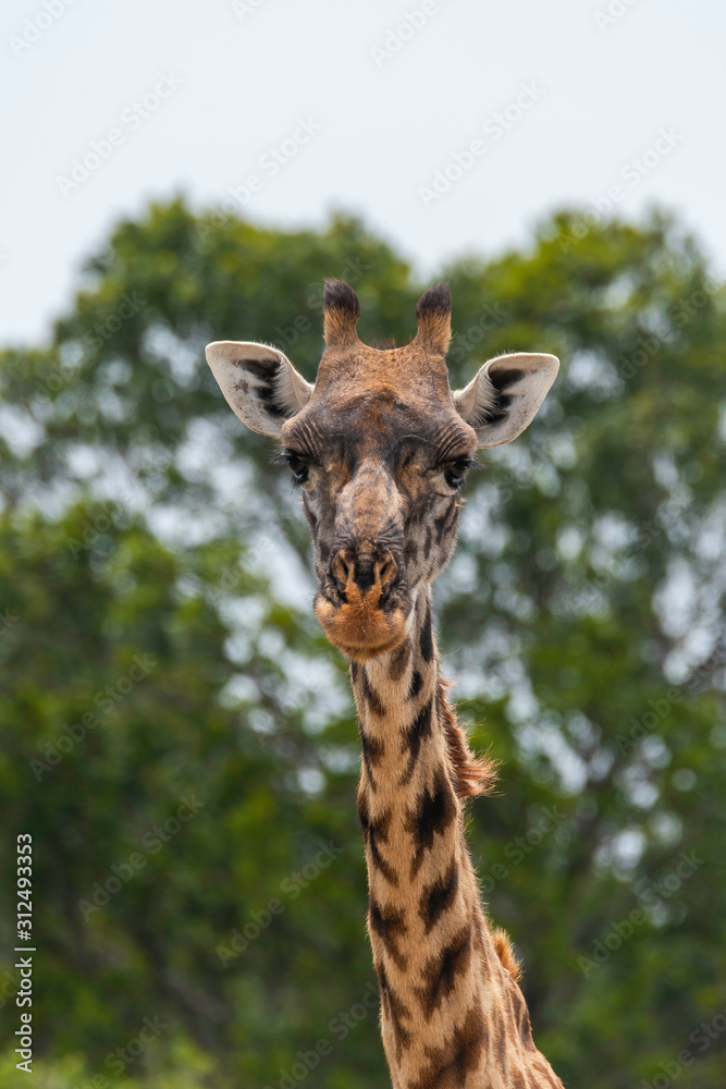 A closeup of the face of a giraffe as it is grazing in the plains of africa inside Masai Mara National Reserve during a wildlife safari
