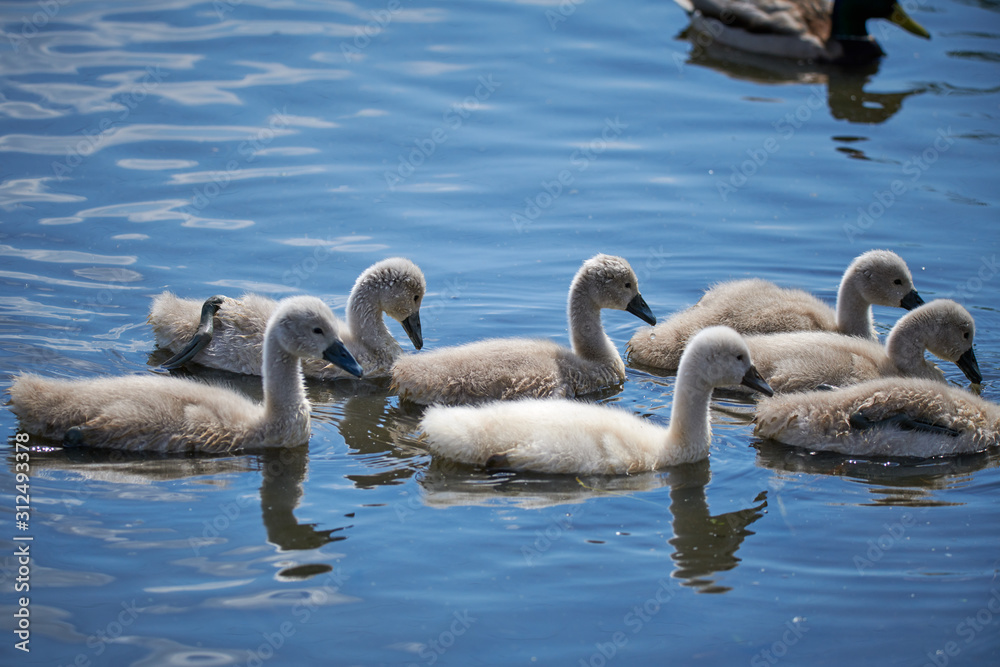 Fototapeta premium Young white swan chicks and adult swans on a lake in spring in Europe