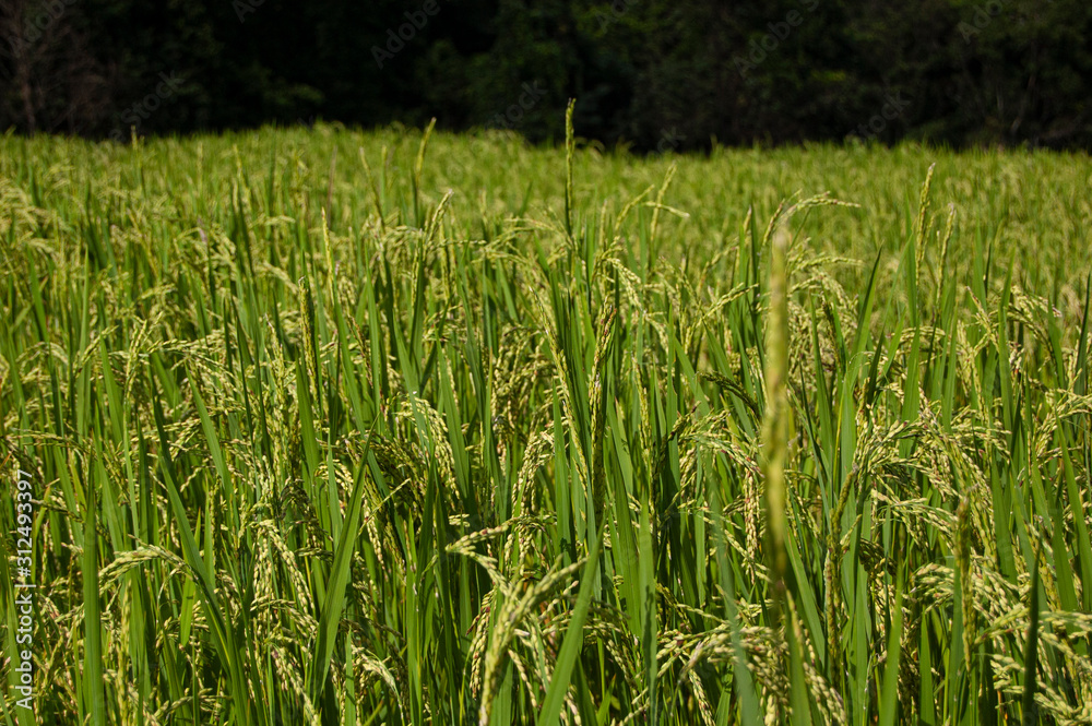 Close up of rice field Close up of rice field