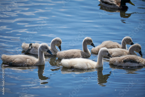 Young white swan chicks and adult swans on a lake in spring in Europe © Photo