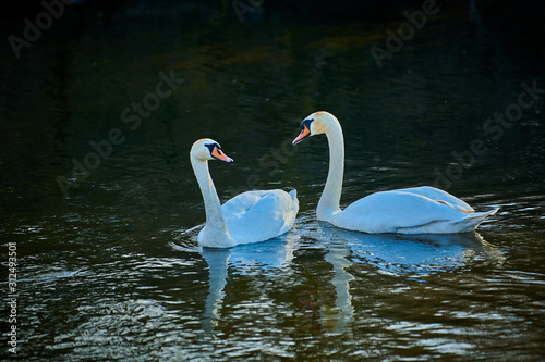 Fototapeta Naklejka Na Ścianę i Meble -  A pair of beautiful white swans on a lake in Europe in spring