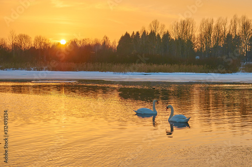 Swans at sunset in the middle of a lake in winter in Europe
