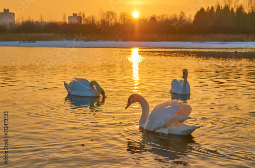 Swans at sunset in the middle of a lake in winter in Europe