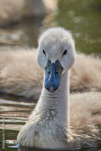 Young white swan chicks and adult swans on a lake in spring in Europe