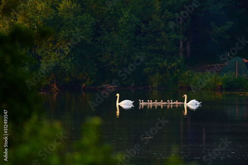 A family of white swans with chicks swims in formation as in a parade