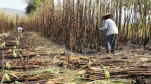The Farmer Cutting Sugar cane in Farm