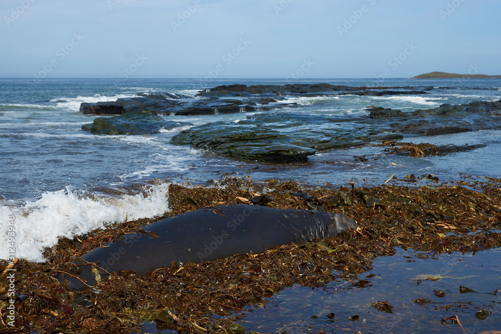 Male Southern Elephant Seal (Mirounga leonina) lying on a kelp strewn beach on Sea Lion Island in the Falkland Islands. Male Southern Elephant Seal (Mirounga leonina) lying on a kelp strewn beach on Sea Lion Island in the Falkland Islands.