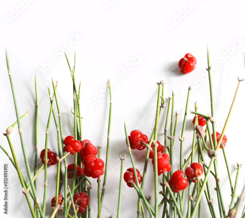 Ephedra distachya. Red berries. Female plant with ripe cones. Healing plant. photo