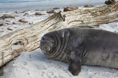 Recently weaned Southern Elephant Seal pup (Mirounga leonina) on the coast of Sea Lion Island in the Falkland Islands. © JeremyRichards