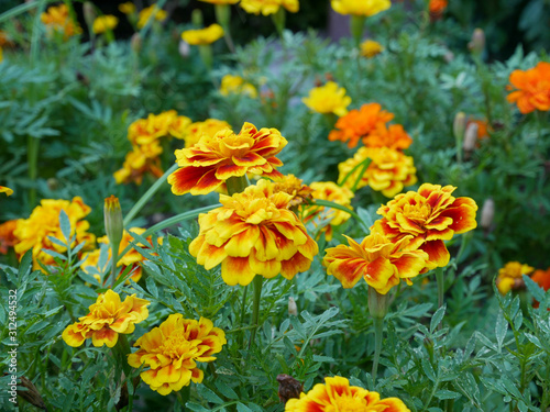 yellow flowers in garden © Khaopod