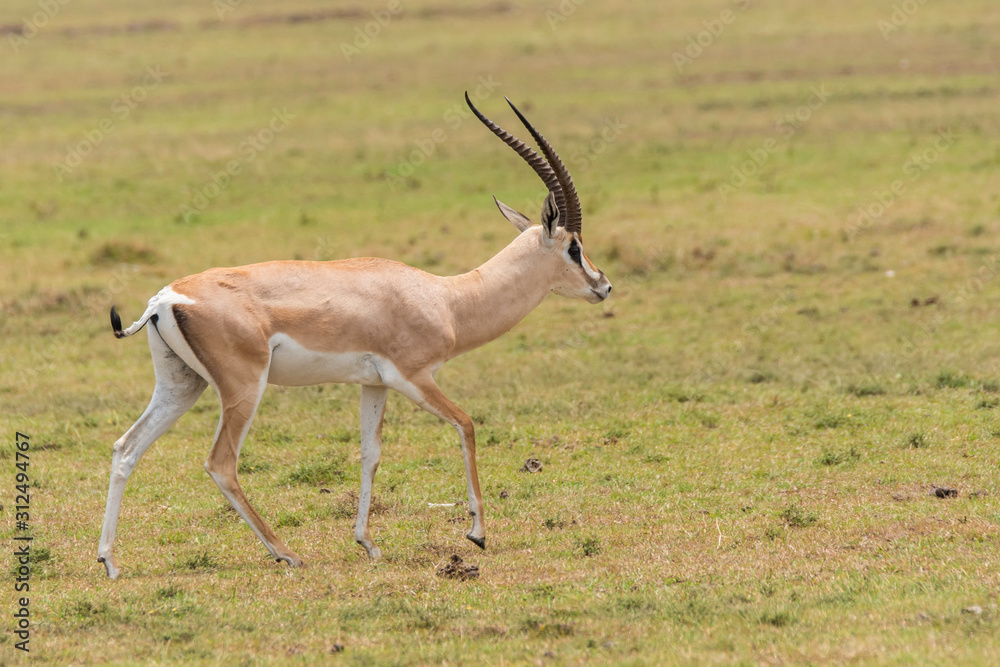 A grants gazelle running in the grasslands of Masai Mara National Reserve during a wildlife safari A grants gazelle running in the grasslands of Masai Mara National Reserve during a wildlife safari