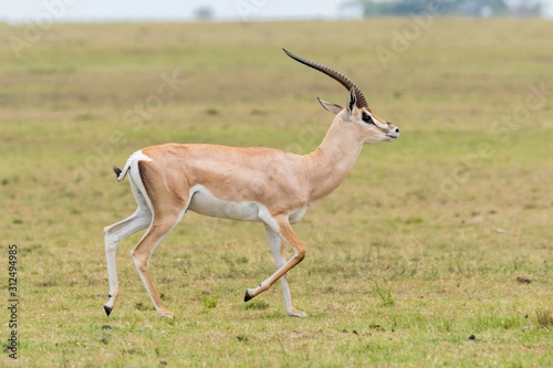 A grants gazelle running in the grasslands of Masai Mara National Reserve during a wildlife safari