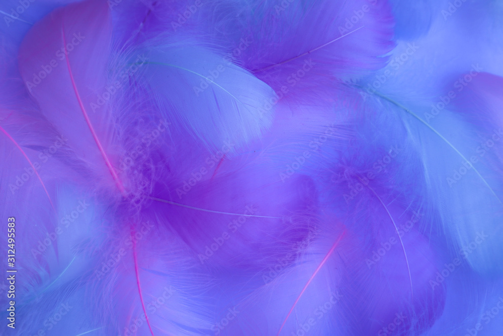 Beautiful abstract purple and blue feathers on white background and soft white pink feather texture on colorful pattern, colorful background, colorful feather Beautiful abstract purple and blue feathers on white background and soft white pink feather texture on colorful pattern, colorful background, colorful feather