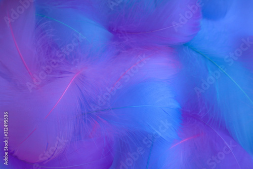 Beautiful abstract purple and blue feathers on white background and soft white pink feather texture on colorful pattern, colorful background, colorful feather