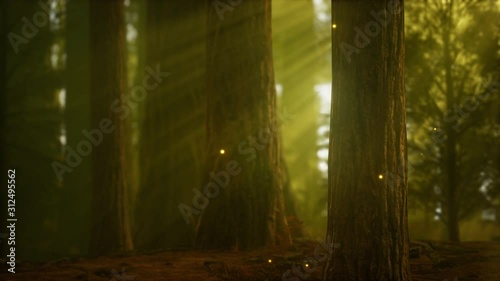 firefly in misty forest with fog