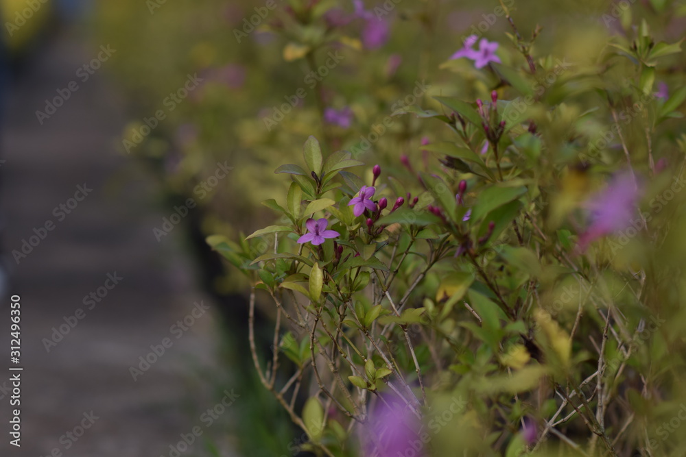 Obraz premium Beautiful purple flower in the garden