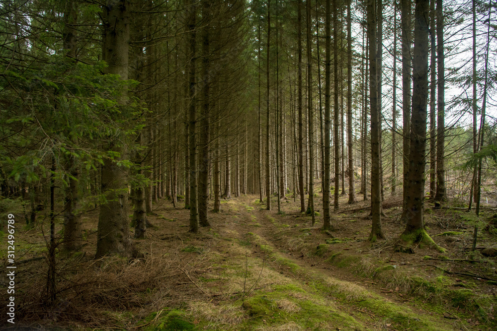 Fototapeta premium Tractor trail through a dense spruce forest in Sweden