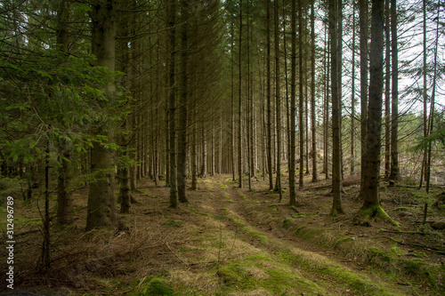 Tractor trail through a dense spruce forest in Sweden