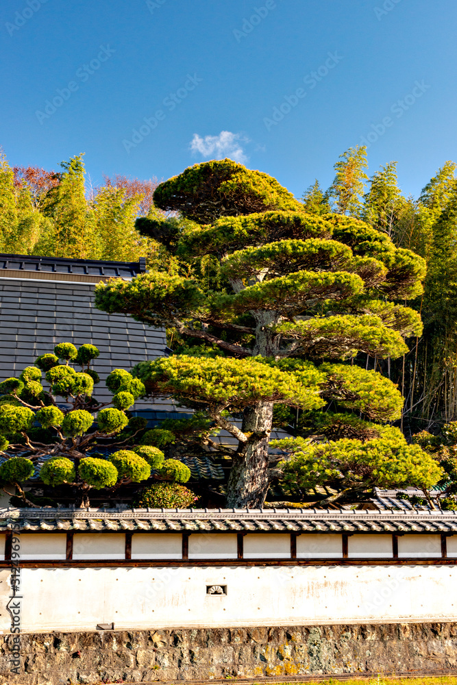 Pruned pine trees at a Japanese garden in Japan
