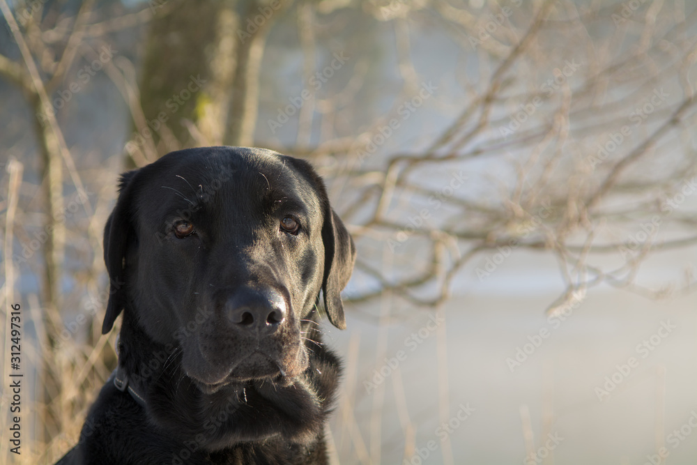 Portrait of a black labrador dog looking into the camera with a wintery background Portrait of a black labrador dog looking into the camera with a wintery background