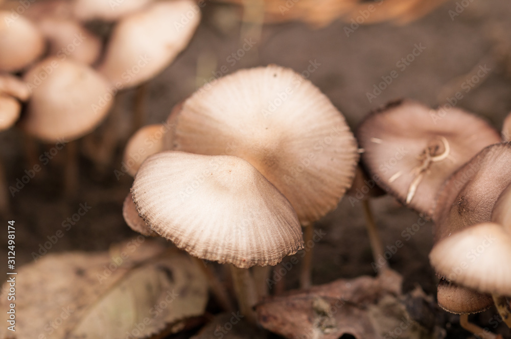 Wild mushroom growing in the garden.Natural Wild mushroom growing in the garden.Natural