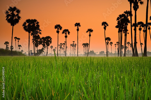 Silhouette Sugar Palm trees in the rice fields with sunrise, Pathumthani Thailand and Thai people called 