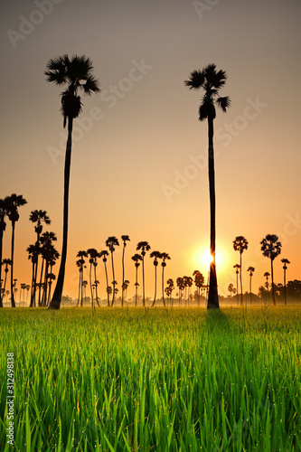 Silhouette Sugar Palm trees in the rice fields with sunrise, Pathumthani Thailand and Thai people called “Dongtarn”