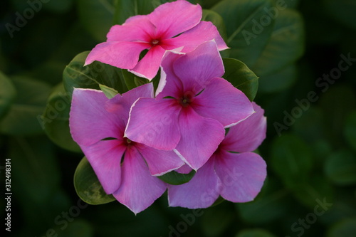 Fototapeta Naklejka Na Ścianę i Meble -  Colorful Flower Close Up Macro