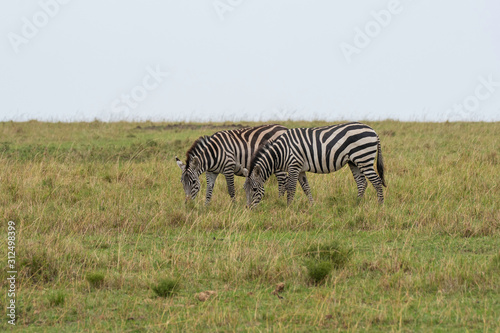 A herd of Zebras grazing in the grasslands inside Masai Mara National Reserve during a wildlife safari