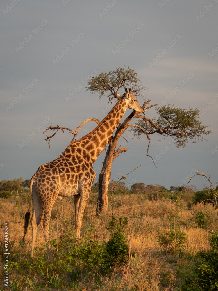 Obraz premium Giraffe in Savuti, Botswana